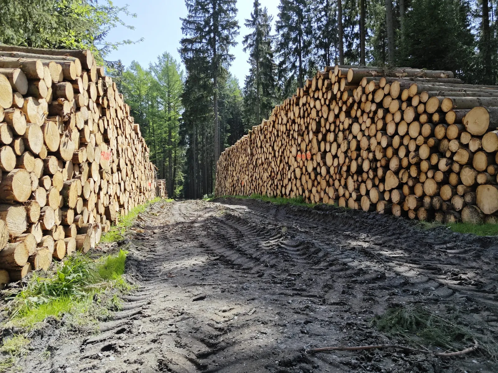 Vollernter bei der Holzernte im Fichtenwald