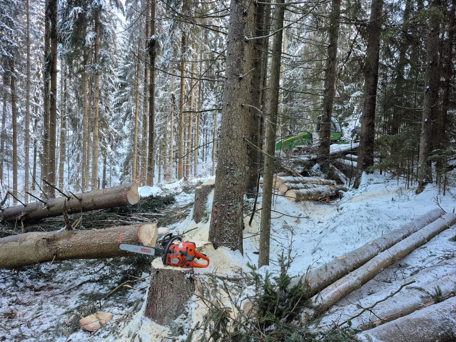 Forstmaschine bei der Durchforstung eines Bestands