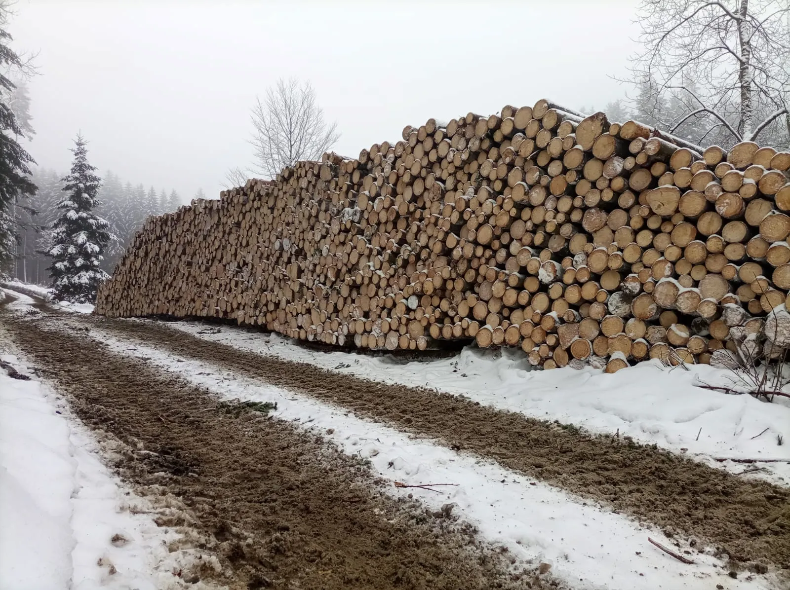 Harvesterkopf bei der Aufarbeitung von Stammholz
